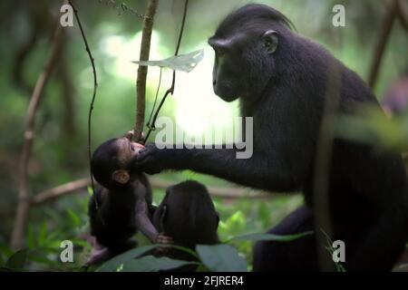 Celebes macaque à crête (Macaca nigra) adultes prenant soin d'un bébé pendant l'activité sociale dans la forêt de Tangkoko, Nord Sulawesi, Indonésie. Banque D'Images