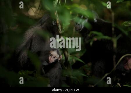 Celebes macaque à crête (Macaca nigra) adultes femmes prenant soin d'un bébé pendant l'activité sociale à Tangkoko, Nord Sulawesi, Indonésie. Banque D'Images