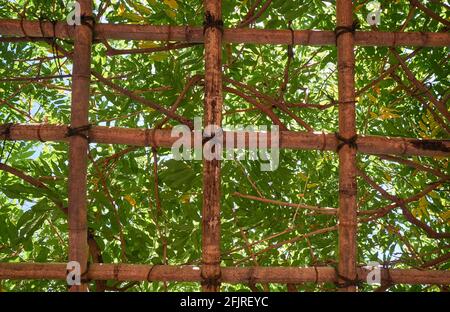 Vue sur le treillis de pergola en bambou soutenant le liana dans le jardin japonais. Japon Banque D'Images