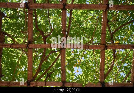 Vue sur le treillis de pergola en bambou soutenant le liana dans le jardin japonais. Japon Banque D'Images