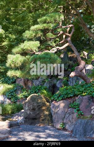 Ancien pin courbé sur la pente rocheuse des jardins traditionnels japonais de l'est. Palais impérial de Tokyo. Japon Banque D'Images