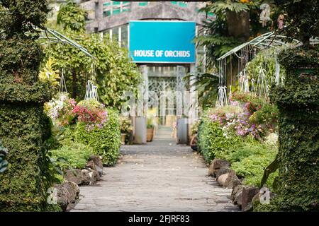 Île de serre avec de belles fleurs pétunia en fleurs dans des pots suspendus des deux côtés Banque D'Images