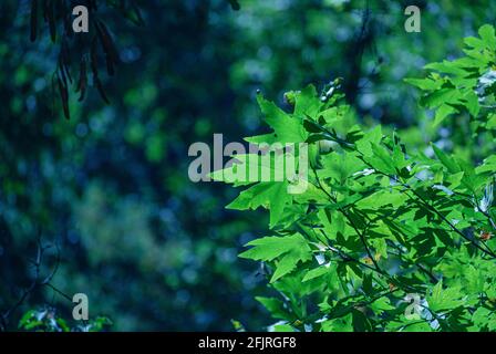 Détail des feuilles vertes sur l'arbre dans une forêt. Banque D'Images