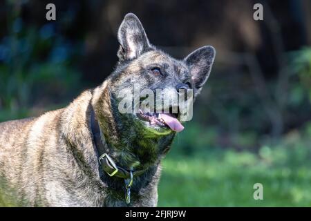 gros plan du chien expressif dans la cour Banque D'Images