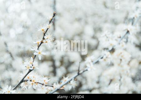 Gros plan pour les fleurs blanches de prunus spinosa en fleurs, appelé le noir ou le sloe, coup de feu de belle fleur de l'arbre de l'épine du dos dans la profondeur peu profonde de Banque D'Images