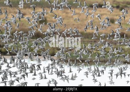 Flock of Red Knot en vol rapproché Banque D'Images