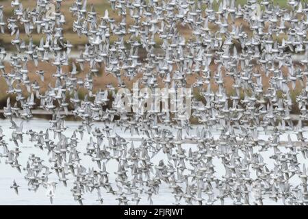 Masse de la bande de Red Knot en vol Banque D'Images