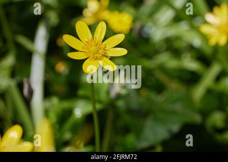 Moins de célandine ou de pilewort de près de la buttercup ou de la famille Ranunculaceae latin ficaria verna appelé un buttercup de figue. champ irlandais Banque D'Images