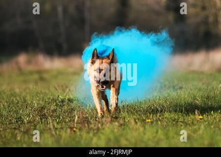 Le chien passe par un vert clair avec des couleurs sèches de holi se transformant en fumée. Berger allemand aux couleurs bleu holi. Nuage de fumée coloré, peinture indienne Banque D'Images