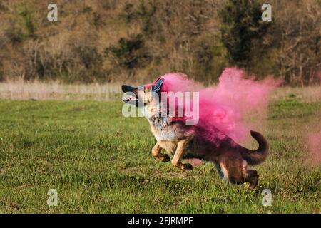 Le chien passe par un vert clair avec des couleurs sèches de holi se transformant en fumée. Berger allemand aux couleurs holi roses. Nuage de fumée coloré, peinture indienne Banque D'Images