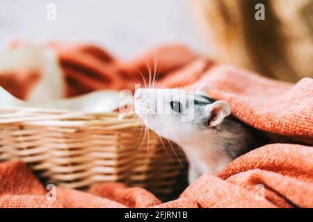 Blanc drôle décoratif maison rat sniffs la zone sur le plaid orange. Banque D'Images