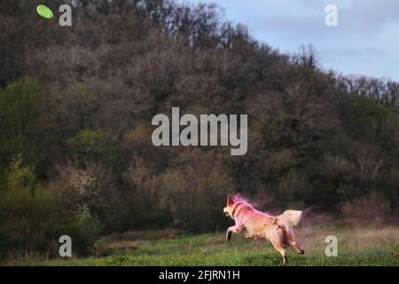 Festival indien de peinture. Le chien Mongrel passe par la défrichement vert avec des couleurs sèches de holi se transformant en fumée. Berger suisse blanc demi-race avec rose h Banque D'Images