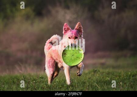 Le chien Mongrel passe par la défrichement vert avec des couleurs sèches de holi. Le Berger suisse blanc de demi-race aux peintures Holi roses tient un disque de Frisbee dans son tee-shirt Banque D'Images