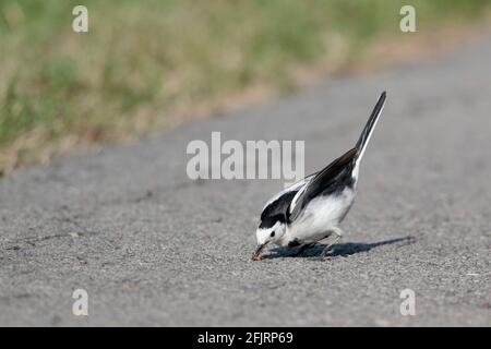 Queue blanche (Motacilla alba leucopsis), avec une proie d'insecte, réserve naturelle de Mai po, nouveaux territoires, Hong Kong 10 octobre 2020 Banque D'Images