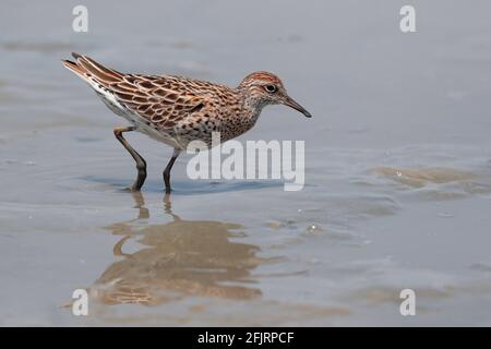 Sandpiper à queue aiguisée (Calidris acuminata), fourrager sur le vasière marécageuse, réserve naturelle de Mai po, nouveaux territoires, Hong Kong 11 avril 2021 Banque D'Images