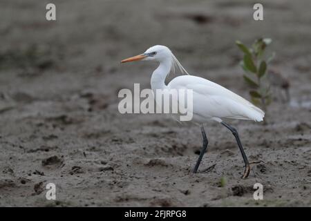 Egret chinois (Swinhoe's) (Egretta eulophotes), debout sur le plan de la marée, réserve naturelle de Mai po, nouveaux territoires, Hong Kong, 20 avril 2021 Banque D'Images