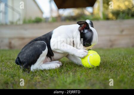 Un chiot de Boston Terrier qui se croque au-dessus d'une balle de tennis avec lequel elle joue. Elle est sur l'herbe dans le jardin. Banque D'Images