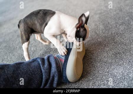 Boston Terrier chiot mâcher sur la semelle en caoutchouc d'un glissière Banque D'Images