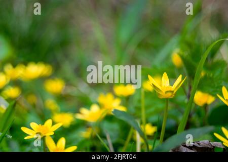 Vue latérale des fleurs de cowflock caltha palustris fleurs jaune vif semblables aux foies de buttercup, les feuilles sont toxiques pour le bétail et les humains en raison de Banque D'Images