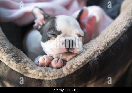 Dormir le chiot de Boston Terrier dans un lit d'animal de compagnie. Sa petite tête repose sur ses pattes. Elle a l'air très confortable et chaude. Banque D'Images