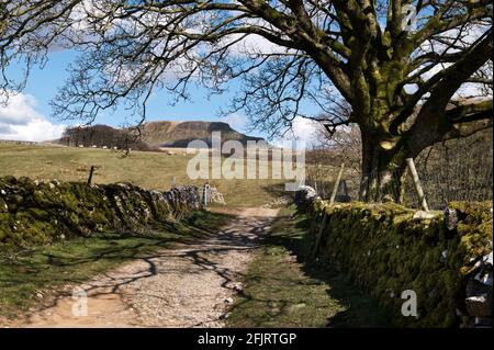 Pen-y-ghent vu de la Pennine Way, Horton-in-Ribblesdale, parc national de Yorkshire Dales, Royaume-Uni Banque D'Images