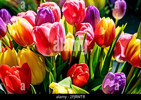 Bouquet coloré de tulipes; petit-pain Tulpenstraß Banque D'Images