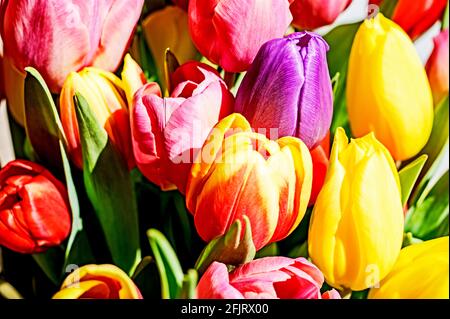 Bouquet coloré de tulipes; petit-pain Tulpenstraß Banque D'Images
