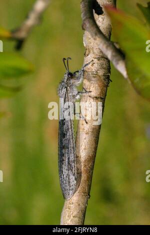 Antlion sur une plante. Antlions (famille Myrmeleontidae) sont des insectes volants qui appartiennent à la même famille que les chrysopes. Leurs larves sont predat vorace Banque D'Images