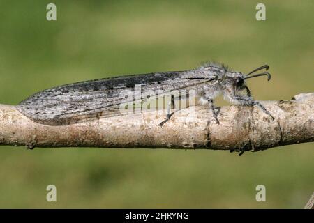 Antlion sur une plante. Antlions (famille Myrmeleontidae) sont des insectes volants qui appartiennent à la même famille que les chrysopes. Leurs larves sont predat vorace Banque D'Images