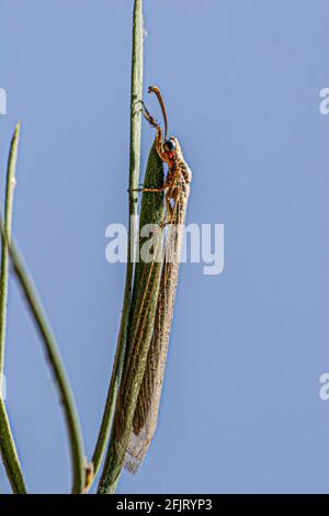 Antlion sur une plante. Antlions (famille Myrmeleontidae) sont des insectes volants qui appartiennent à la même famille que les chrysopes. Leurs larves sont predat vorace Banque D'Images