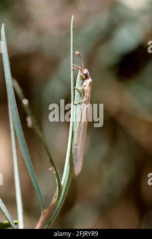 Antlion sur une plante. Antlions (famille Myrmeleontidae) sont des insectes volants qui appartiennent à la même famille que les chrysopes. Leurs larves sont predat vorace Banque D'Images