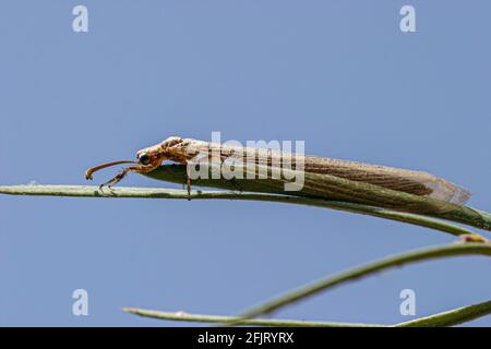 Antlion sur une plante. Antlions (famille Myrmeleontidae) sont des insectes volants qui appartiennent à la même famille que les chrysopes. Leurs larves sont predat vorace Banque D'Images