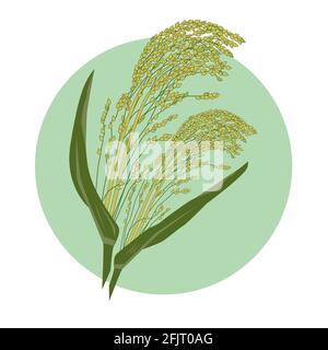 Couleur vert-jaune millet, illustration vectorielle dessinée à la main d'une plante de semences de céréales avec des feuilles. Végétarien alimentation saine alimentation végétalienne nutrition porridge ing Illustration de Vecteur