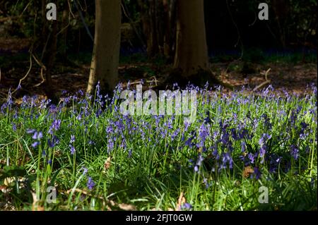 Jacinthes des bois en anglais Banque D'Images