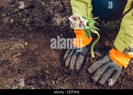 Plantation de fleurs d'hellébores dans le jardin de printemps. Le jardinier couvre la plante avec du sol portant des gants à l'extérieur. Fleurs blanches et violettes Banque D'Images