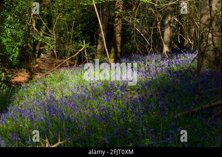 Jacinthes des bois en anglais Banque D'Images