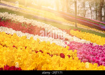 Tulips colorés au parc Emirgan, Istanbul Banque D'Images