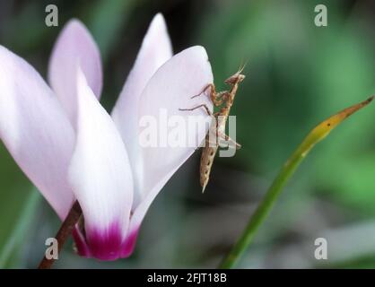 Perlamantis alliberti est une espèce de mantis priant de la famille des Amorphoscelidae. Il est originaire de la péninsule ibérique. Photographié en israël en N Banque D'Images