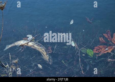 un poisson sauvage mort flottant sur la surface d'un lac ou rivière Banque D'Images