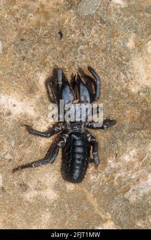 Rhagodidae est une famille de solifuges ou d'araignées solaires. Solifugae est un ordre d'animaux de la classe Arachnida connu sous le nom d'araignées de chameaux, vent sco Banque D'Images