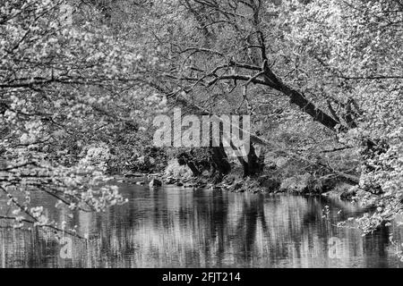 Nidd gorge, une région d'une beauté naturelle exceptionnelle, Harrogate, North Yorkshire, Royaume-Uni Banque D'Images