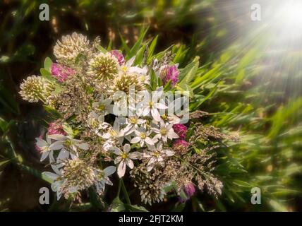 bouquet de fleurs sauvages avec fleurs de trèfle et fleurs blanches, arrière-plan flou avec bokeh léger et courte profondeur de champ. Banque D'Images