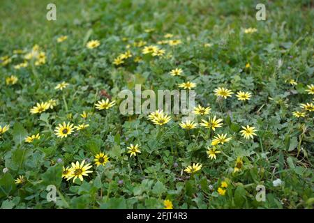 Un groupe de fleurs d'Aster doré dans un jardin