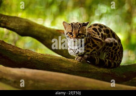 Faune au Costa Rica. Joli chat margay assis sur la branche dans la forêt tropicale costaricienne. Portrait de détail de l'ocelot, joli chat margay en tropica Banque D'Images