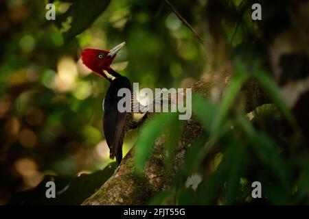 Pic à bec pâle, Campephilus guatemalensis, assis sur une branche avec trou de nidification, oiseau noir et rouge dans un habitat naturel, Costa Rica. Observation des oiseaux Banque D'Images