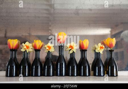 Tulipes et jonquilles en bouteilles de vinaigre balsamique de Lidl Banque D'Images