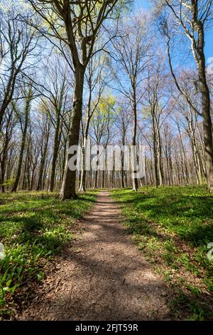 chemin de bois à travers un bois de hêtre dans la lumière du soleil. Banque D'Images