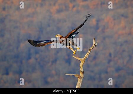 Aigle doré, décollage du tronc de l'arbre, montagne des Rhodopes, Bulgarie. Aigle, volant en face de la forêt d'automne, oiseau de proie brun avec grande envergure Banque D'Images