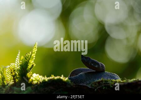 Porthidium nasutum, Rainforest Hognised Pitviper, serpent poison brun danger dans la végétation forestière. Reptile forestier dans l'habitat, sur le sol en leav Banque D'Images