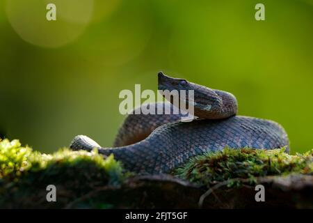 Porthidium nasutum, Rainforest Hognised Pitviper, serpent poison brun danger dans la végétation forestière. Reptile forestier dans l'habitat, sur le sol en leav Banque D'Images